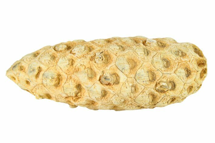 Fossil Seed Cone (Or Aggregate Fruit) - Morocco #288799